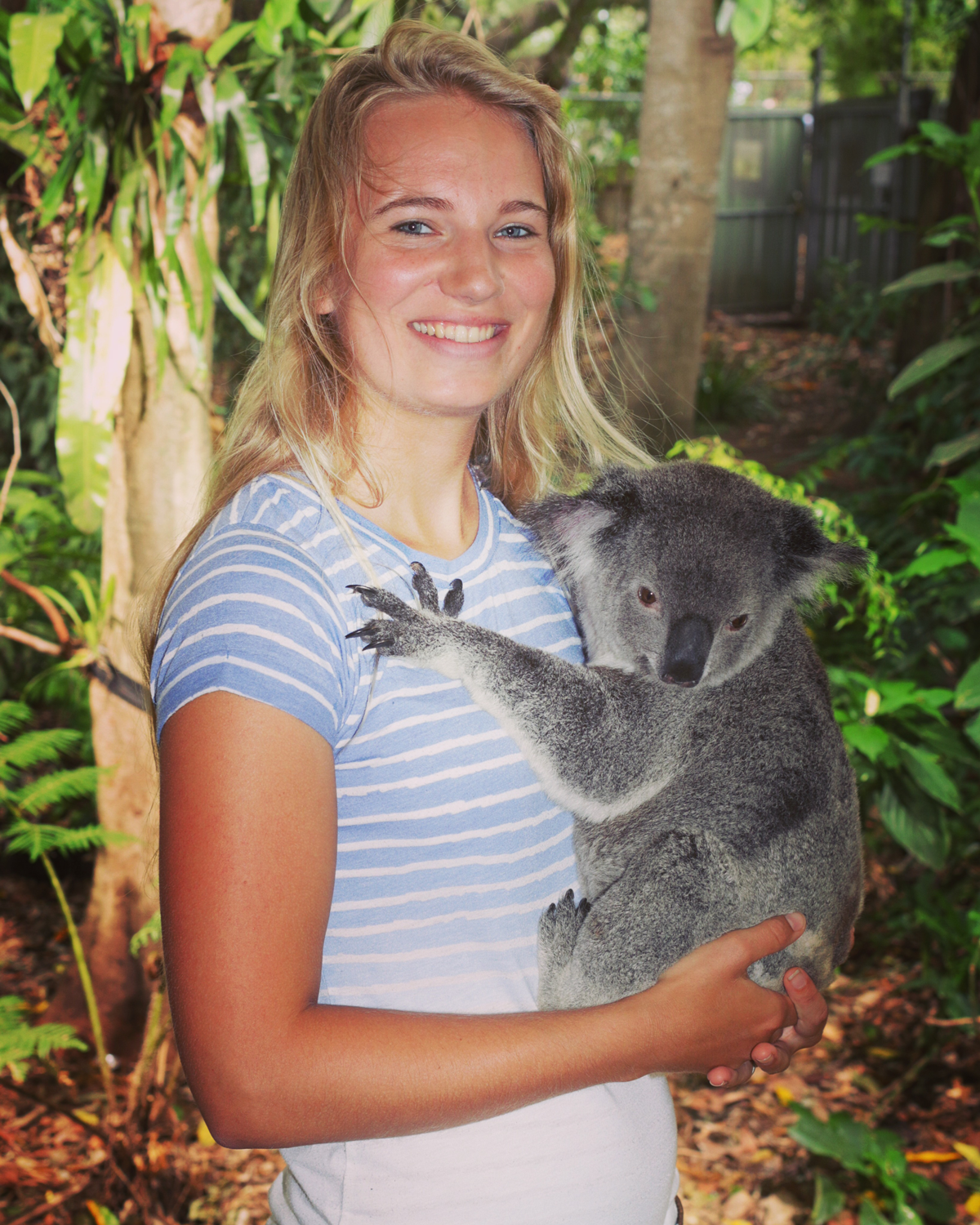 Koala